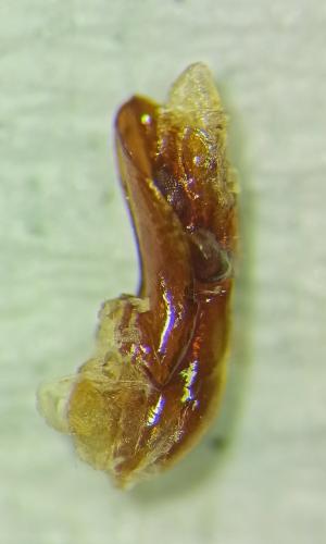 Ocypus fulvipennis