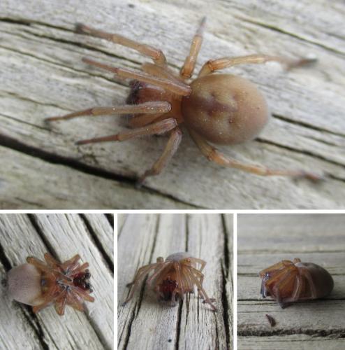 Cheiracanthium sp.