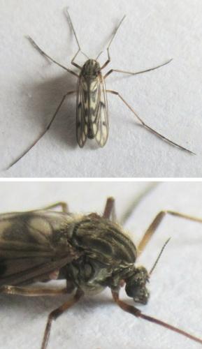Réf. 336 920 : Macropelopia nebulosa