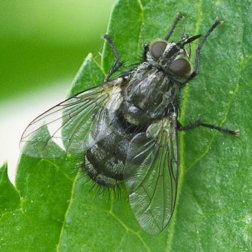Réf. 336 857 : Exoristinae inconnu