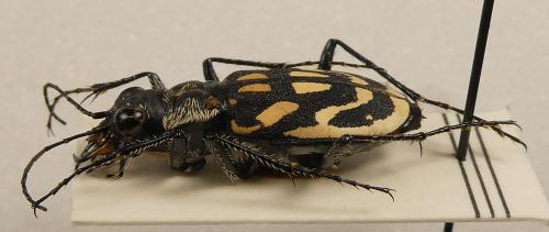 Réf. 336 299 : Neolaphyra leucosticta