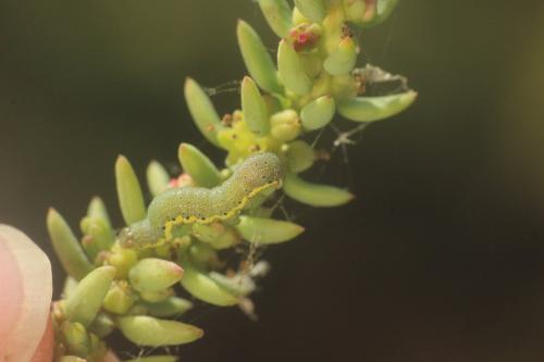 Lacanobia blenna