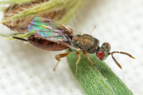Eridontomerus sp.