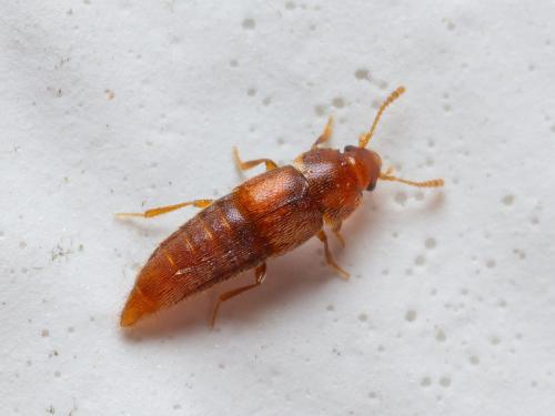 Phloeocharis sp.