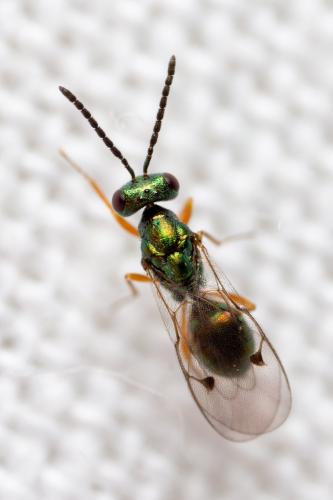 Réf. 336 289 : Miscogaster sp.