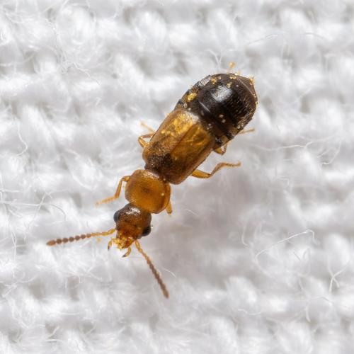 Réf. 336 540 : Philorinum sp.