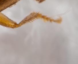 Réf. 336 551 : Philorinum sp.