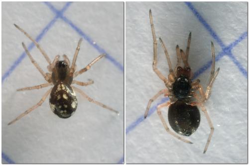 Réf. 336 476 : Pachygnatha degeeri