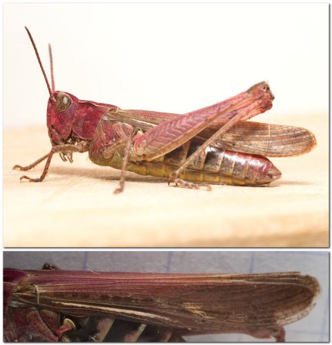 Réf. 336 623 : Chorthippus brunneus brunneus