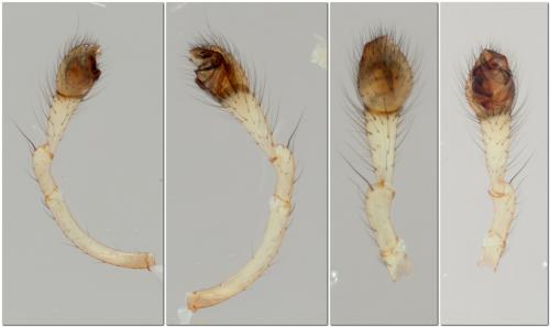 Enoplognatha mandibularis