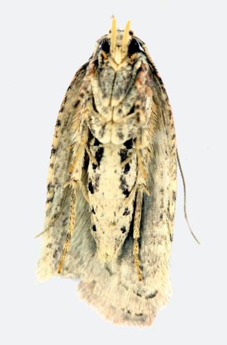 Réf. 336 882 : Agonopterix sp.