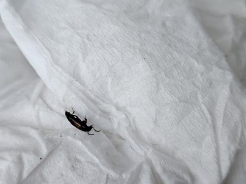 Réf. 336 060 : Tachinus subterraneus