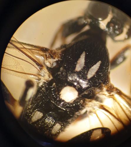Coelichneumon centummaculata