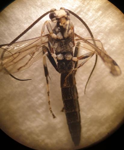 Coelichneumon centummaculata