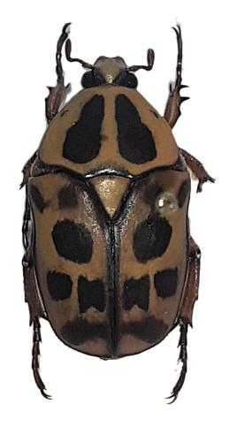Pachnoda madgei