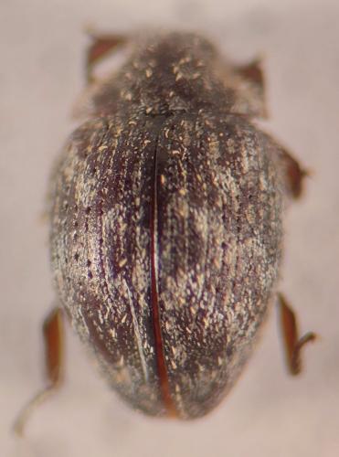 Curimopsis setosa