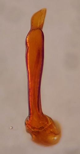 Curimopsis setosa