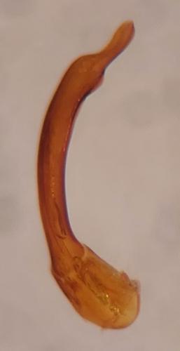 Réf. 336 297 : Curimopsis setosa