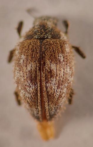 Curimopsis setosa