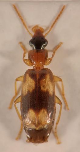 Philorhizus quadrisignatus