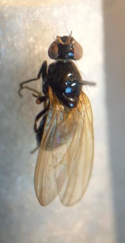 Calliopum sp.