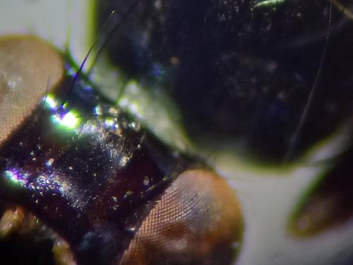 Calliopum sp.