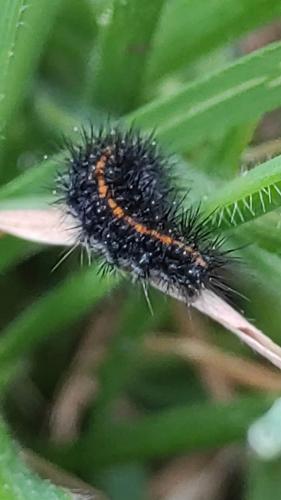 Réf. 336 904 : Coscinia striata