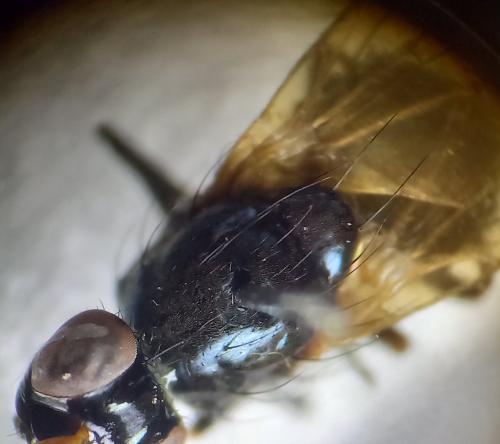 Réf. 336 886 : Calliopum sp.