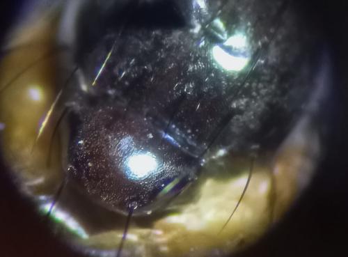 Calliopum sp.