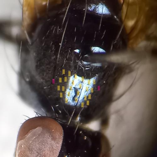 Calliopum sp.