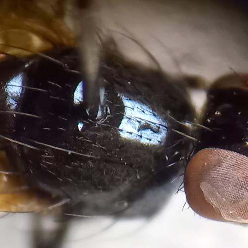 Calliopum sp.
