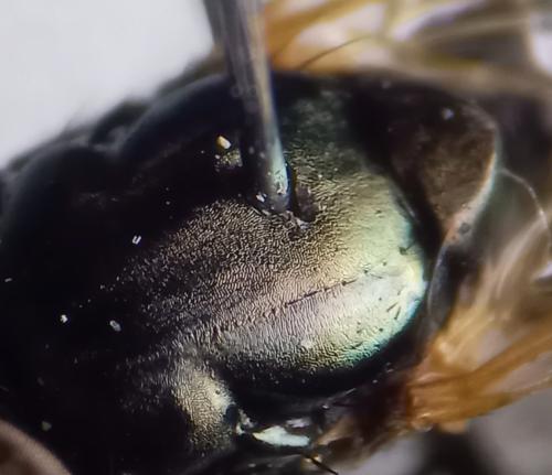 Réf. 336 912 : Physiphora alceae