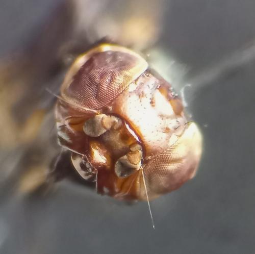 Réf. 336 913 : Physiphora alceae