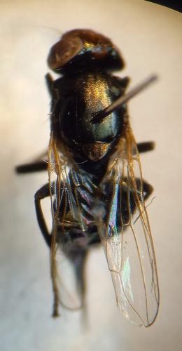 Réf. 336 911 : Physiphora alceae