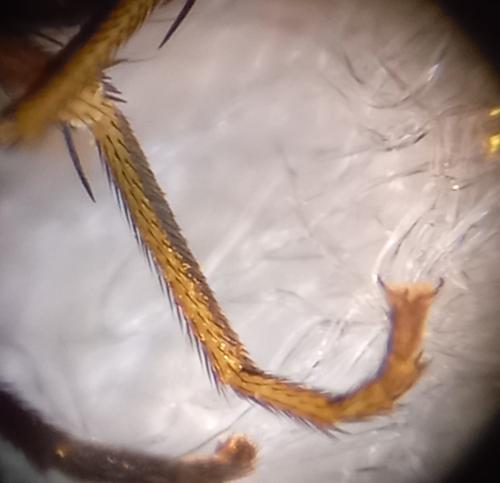 Calliopum sp.