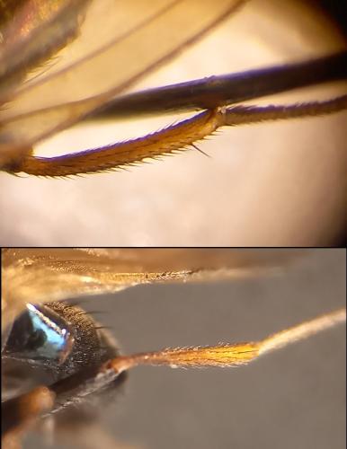 Calliopum sp.