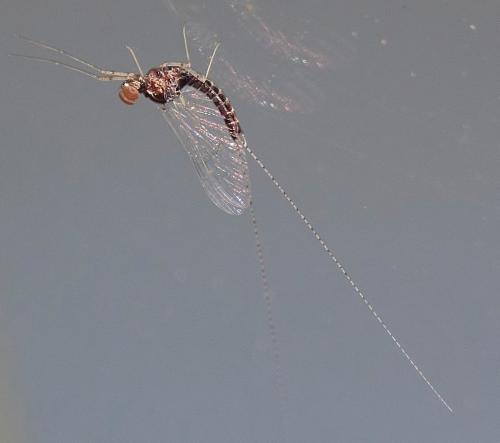 Réf. 336 339 : Cloeon dipterum