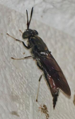 Réf. 336 390 : Hermetia illucens