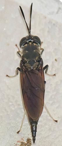 Réf. 336 431 : Hermetia illucens