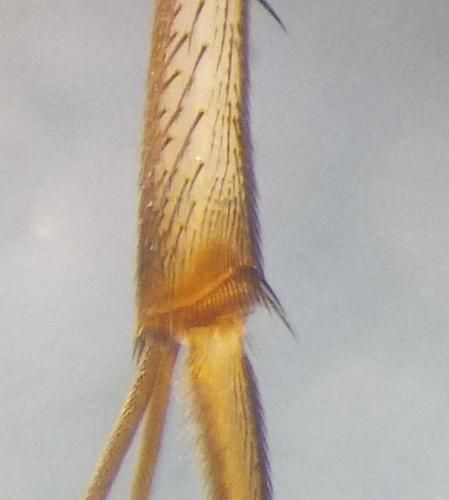 Tarnania fenestralis