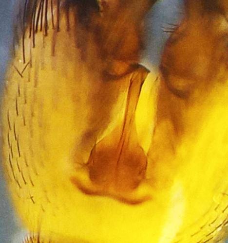 Tarnania fenestralis
