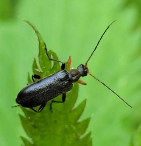 Réf. 336 458 : Cortodera femorata