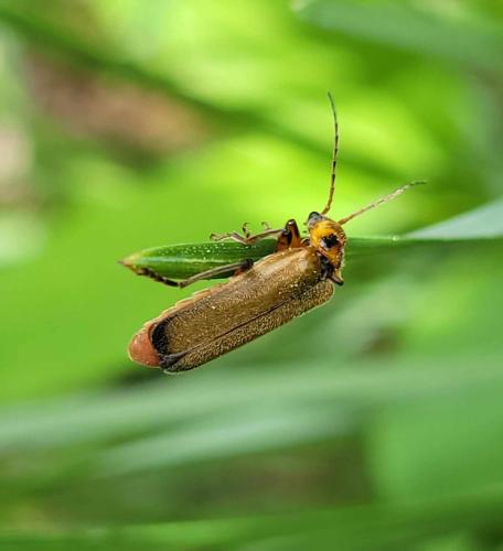 Cantharis terminata