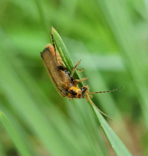 Cantharis terminata