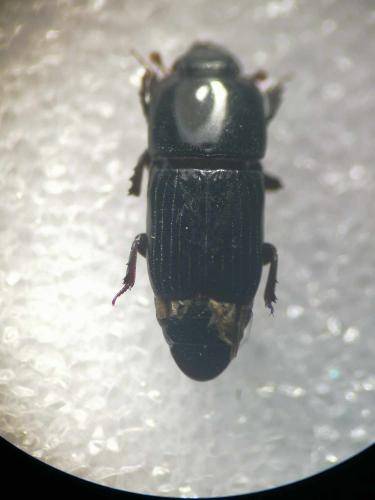Réf. 336 853 : Platysoma elongatum