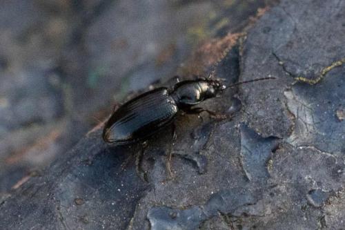 Bembidion sp.
