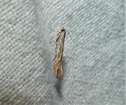 Pyroderces argyrogrammos