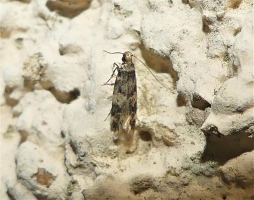 Apatema sp.