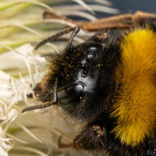 Bombus terrestris