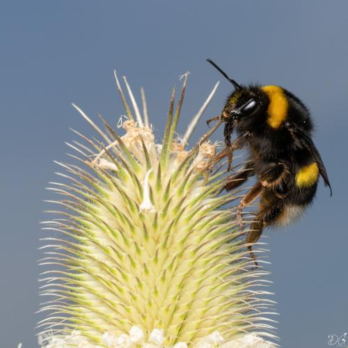 Bombus terrestris